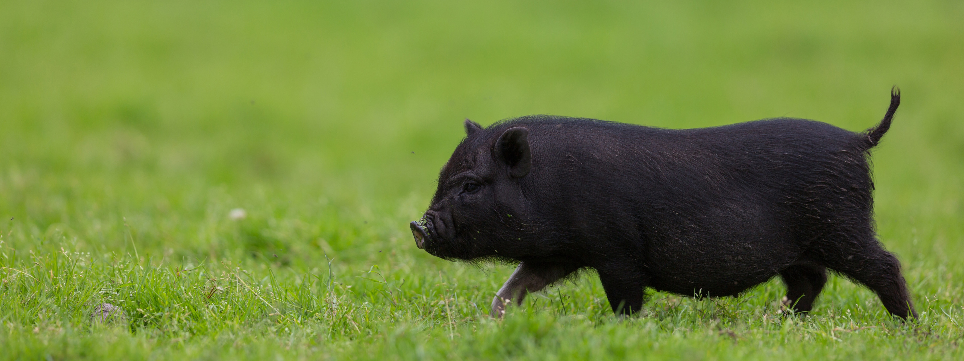 Беркширская свинья фото
