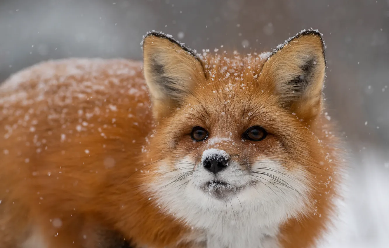 Шикарная рыжая лисичка фото