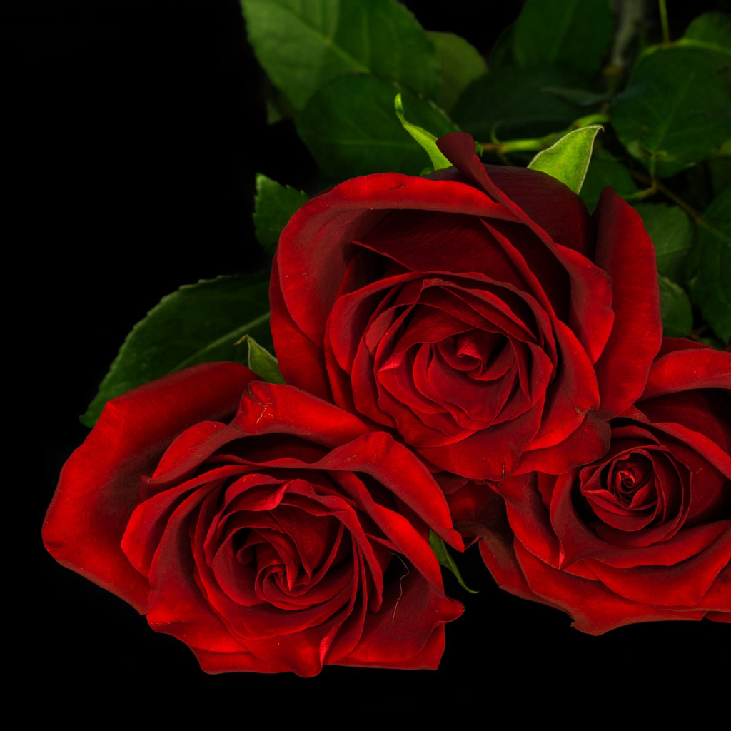 Скачать обои розы, букет, красные, черный фон, трио, лежат, три розы, разде...