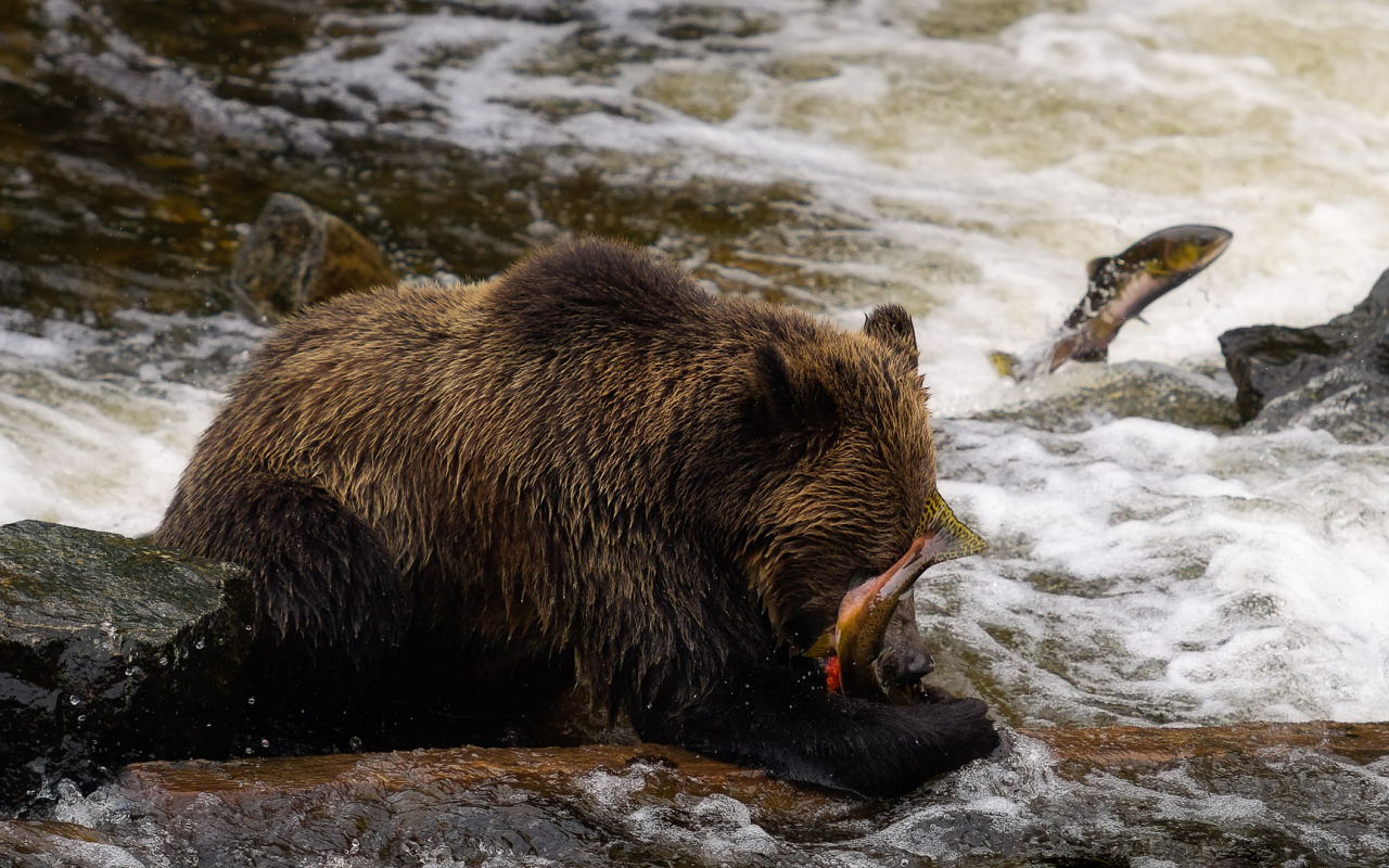 Скачать обои река, камни, течение, рыбалка, рыба, медведь, водоем, обед, до...