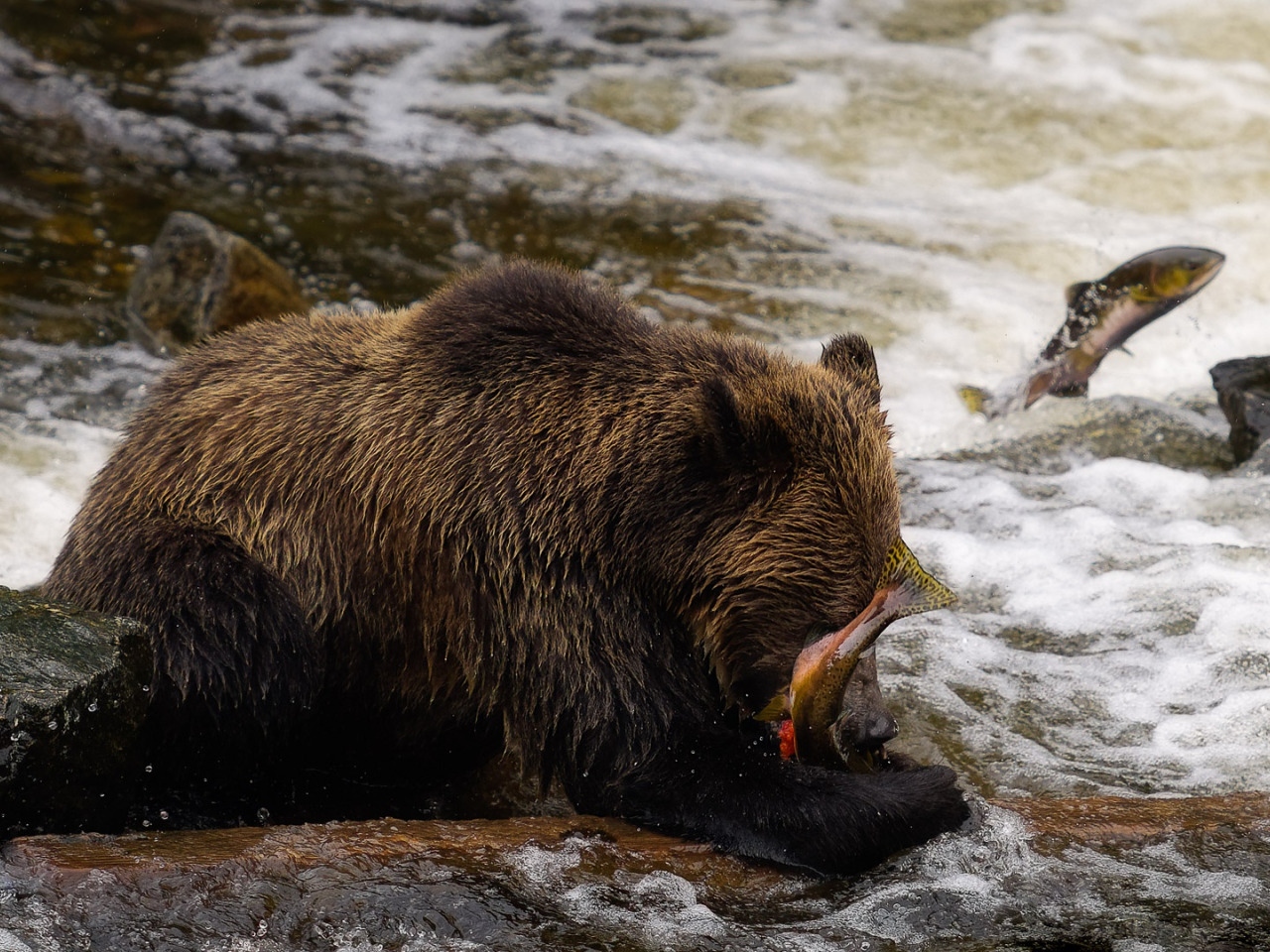 Скачать обои река, камни, течение, рыбалка, рыба, медведь, водоем, обед, до...