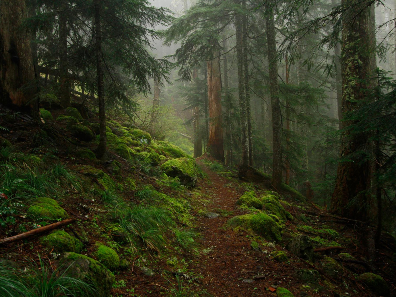 Орегон лес