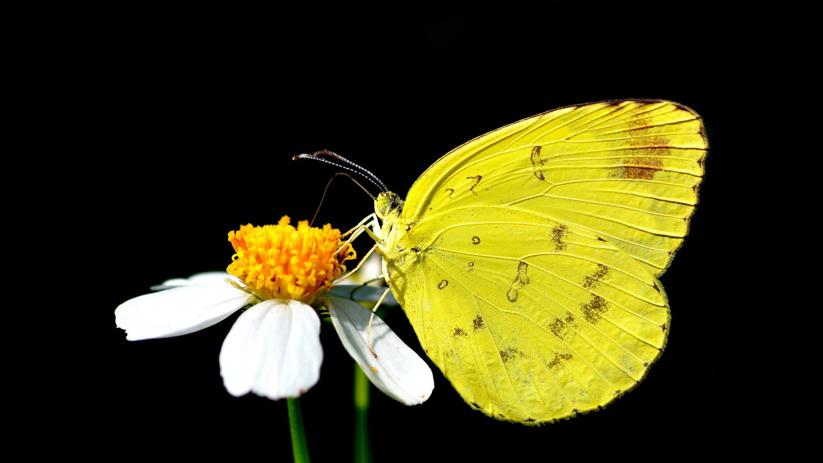 Скачать обои бабочка, чёрный фон, жёлтая бабочка, раздел животные в разреше...