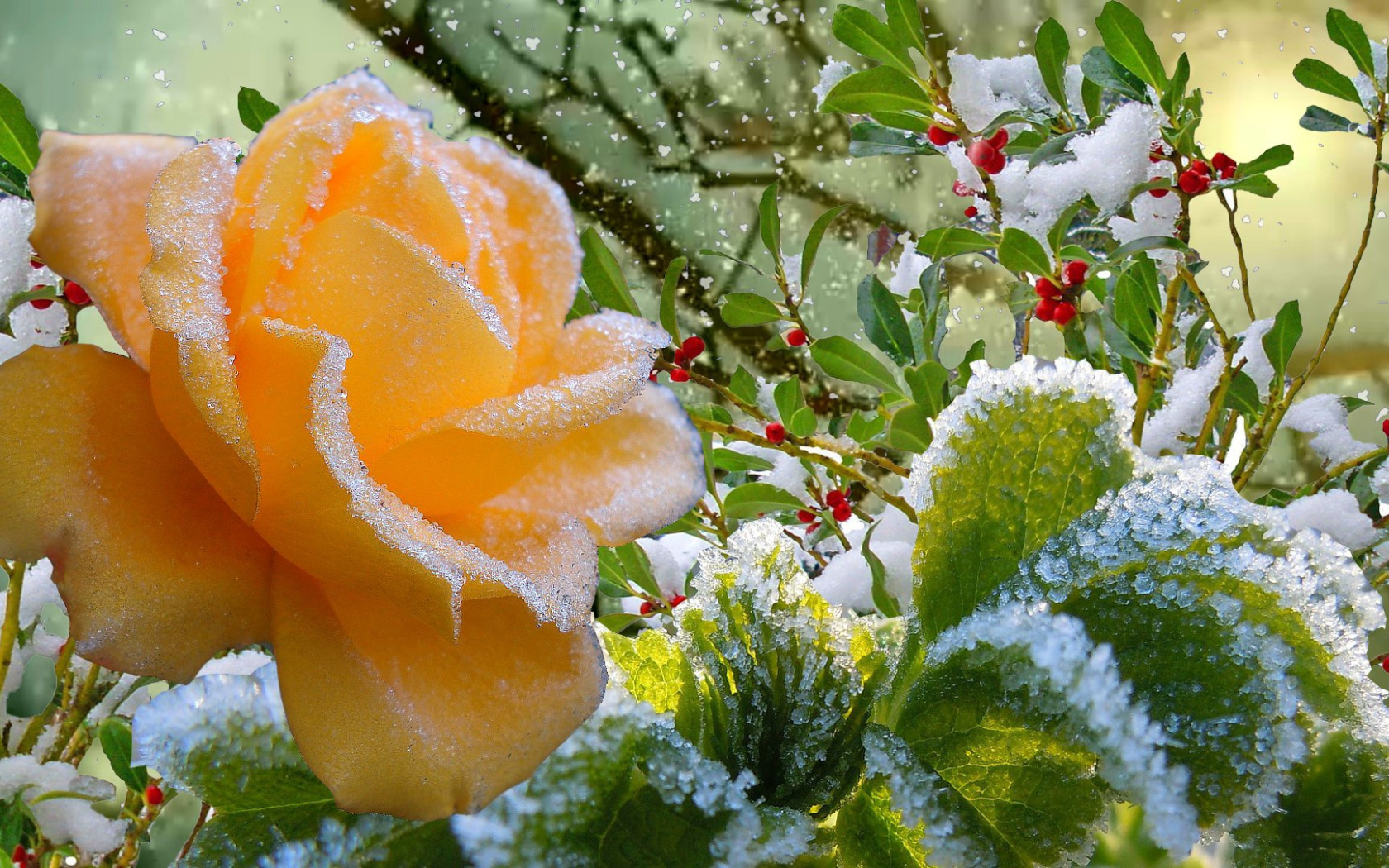 Скачать обои иней, осень, снег, роза, Зима, раздел цветы в разрешении 1680x...