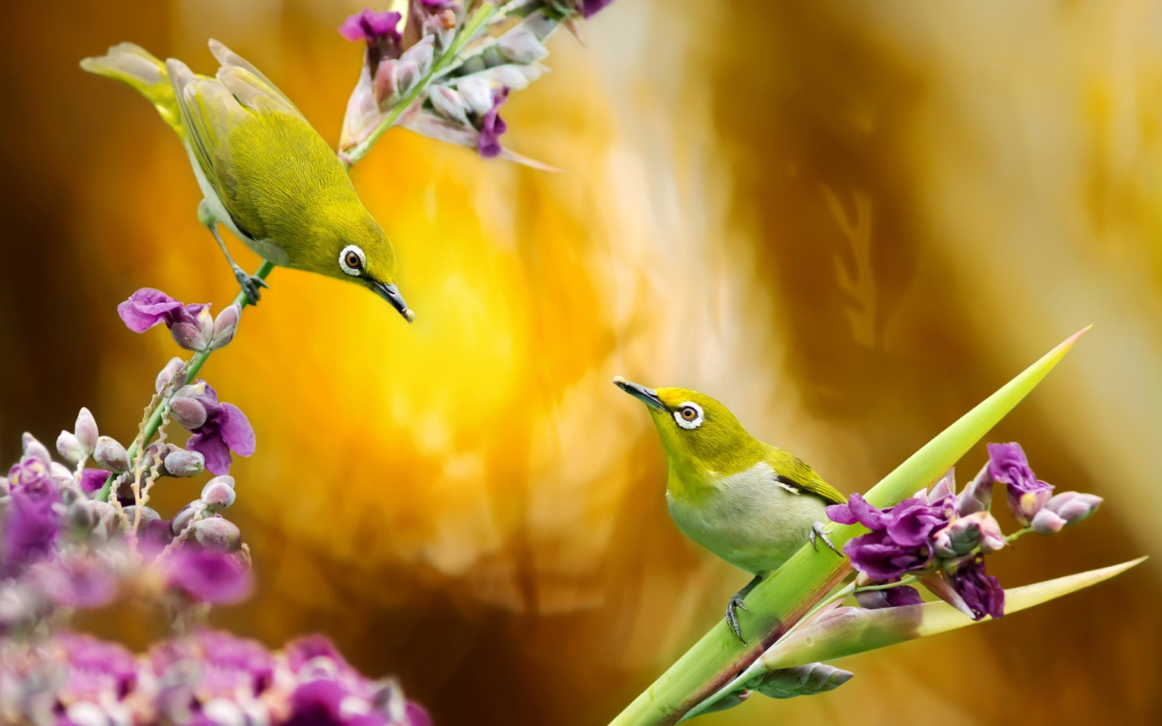 Фотообои цветные птицы