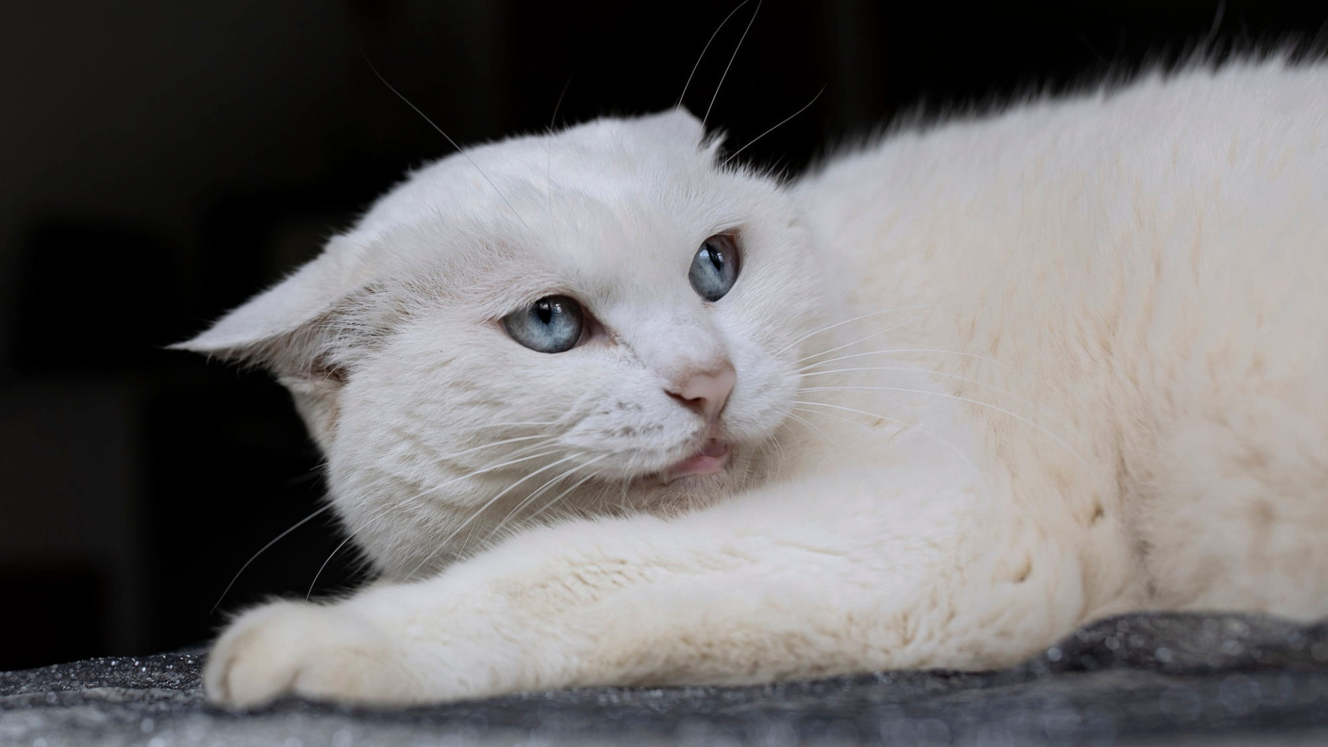 Белая кошка лежит. Морда белого кота. Белая кошка боком. Белая кошка реклама. Музыка белая кошка