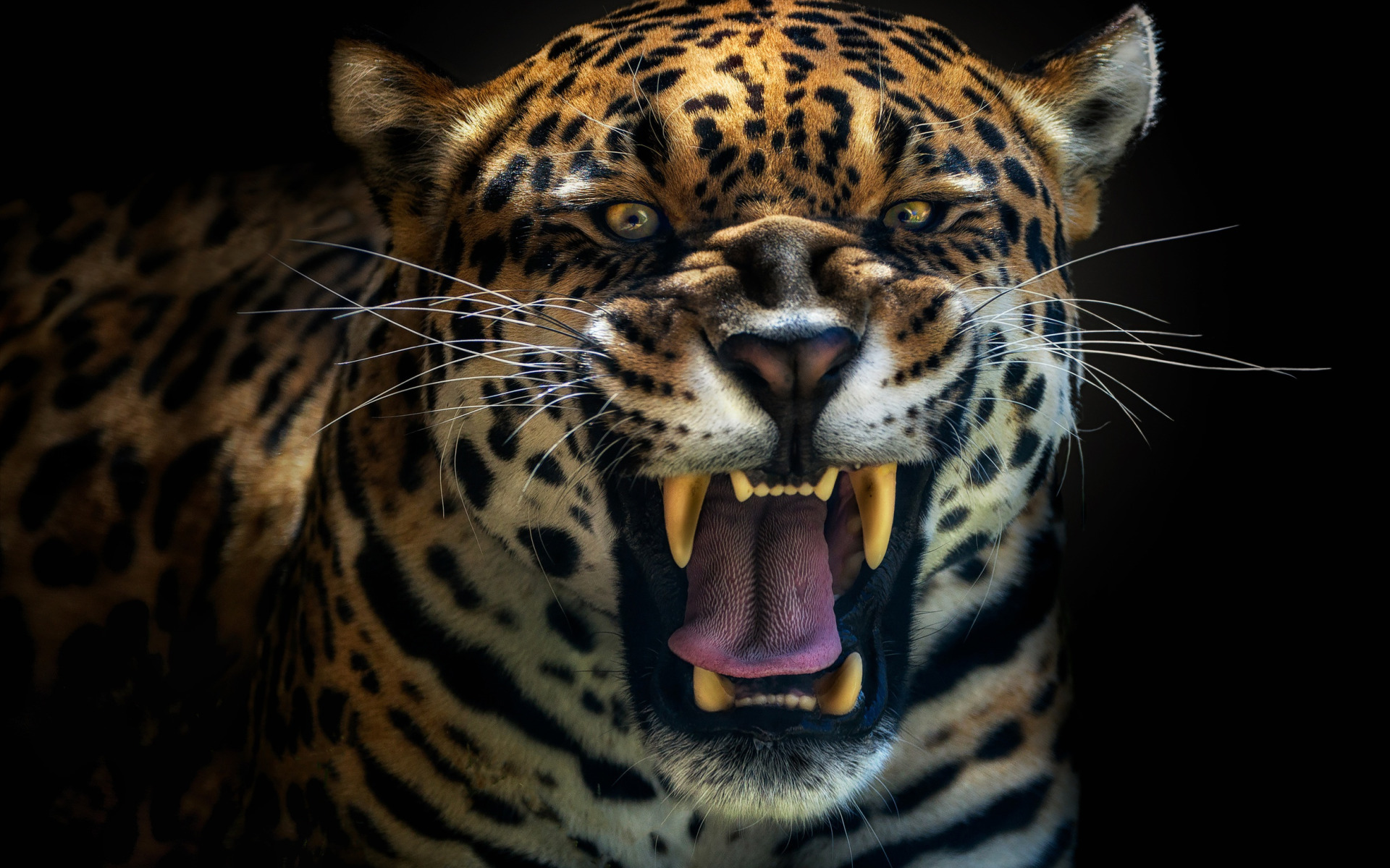 jaguar roar mp3 torrent
