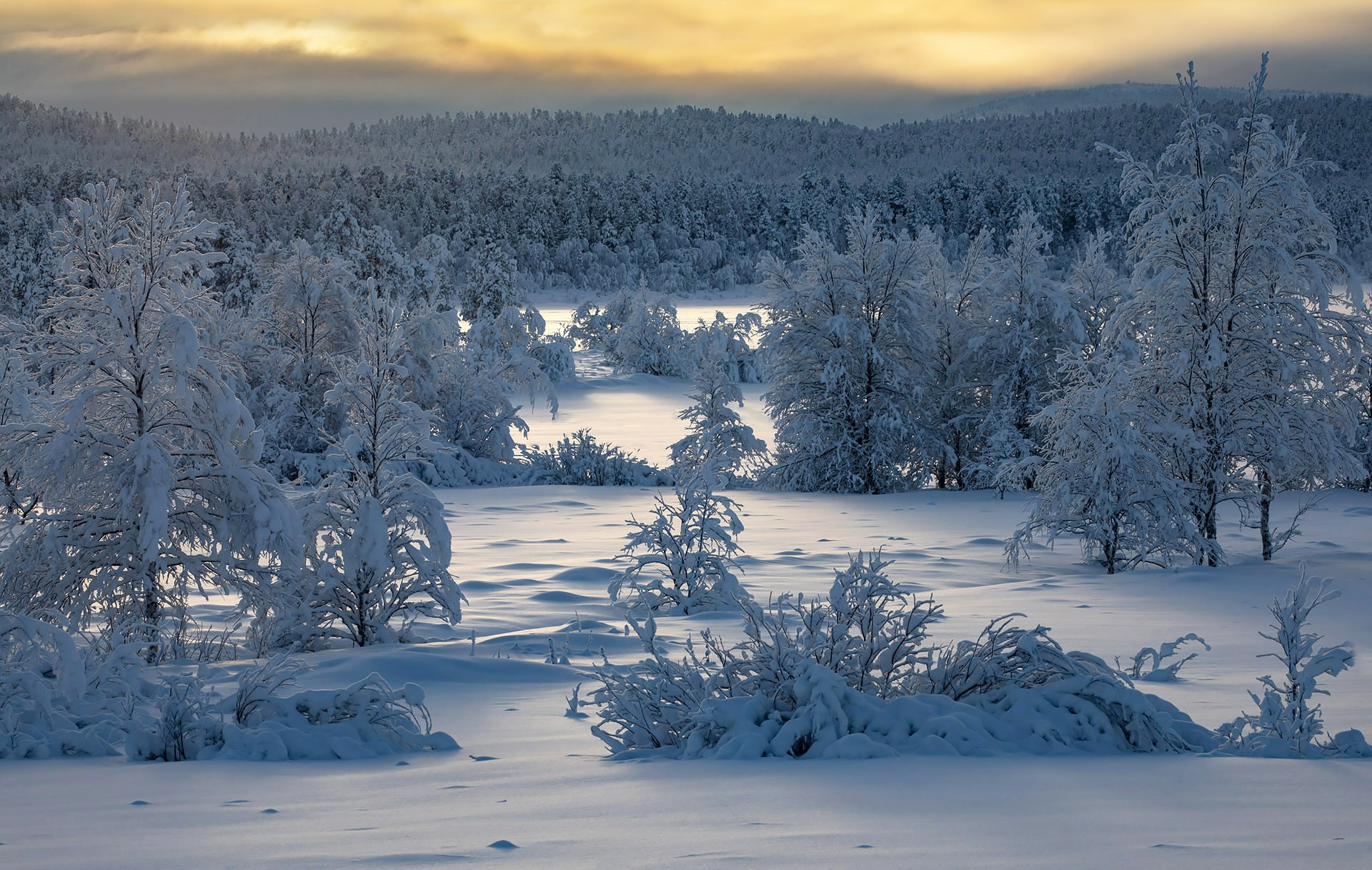 Лапландский лес зимой