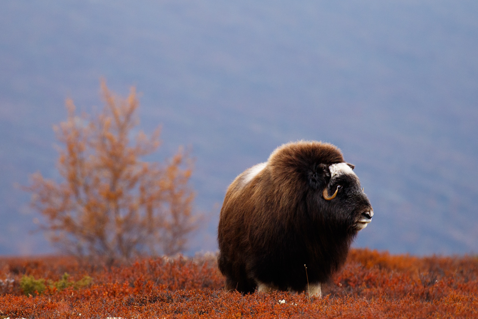 Овцебык в Норвегии