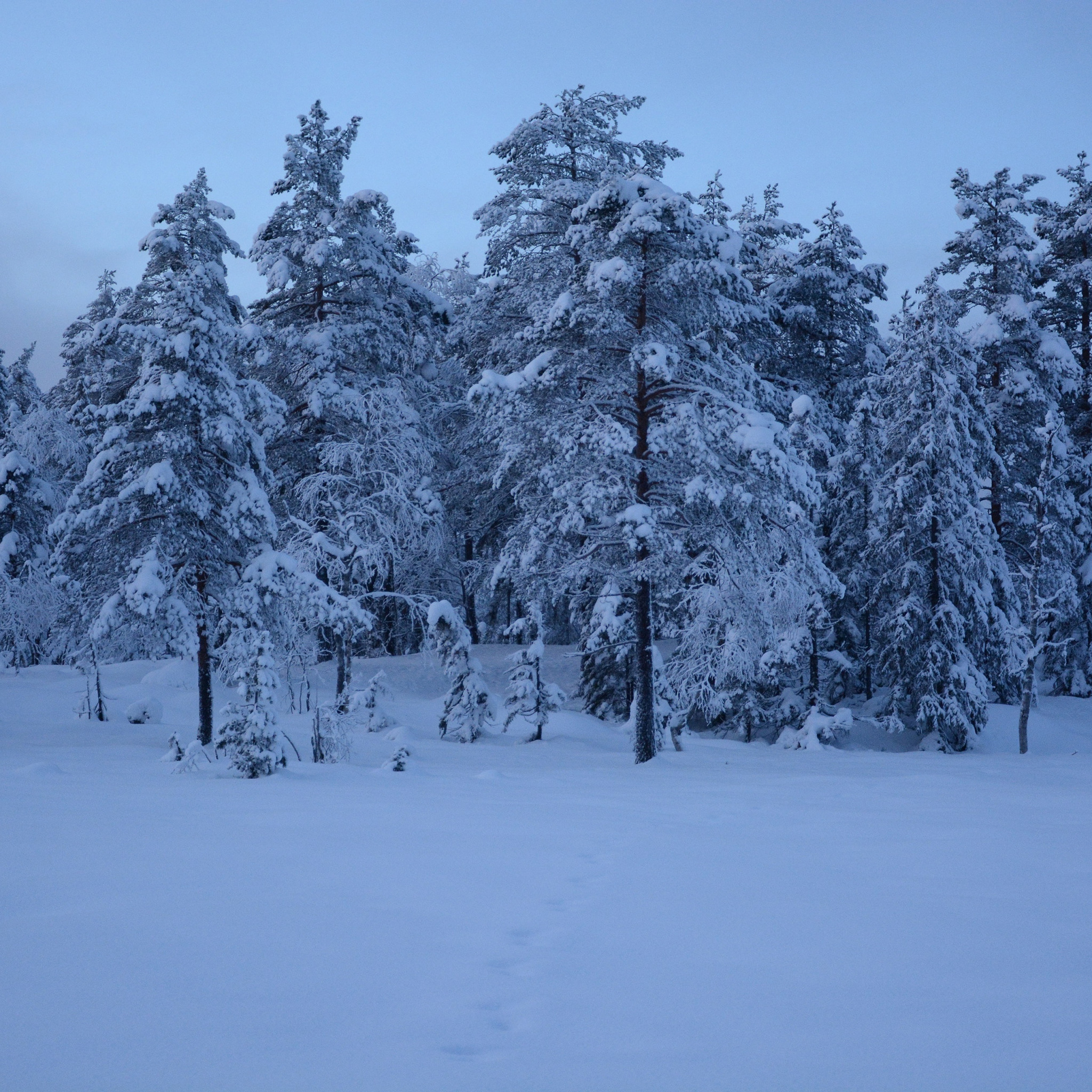 Где морозы и ели. Сосны в снегу. Фото небо сосны зима. Обвал инея в лесу.