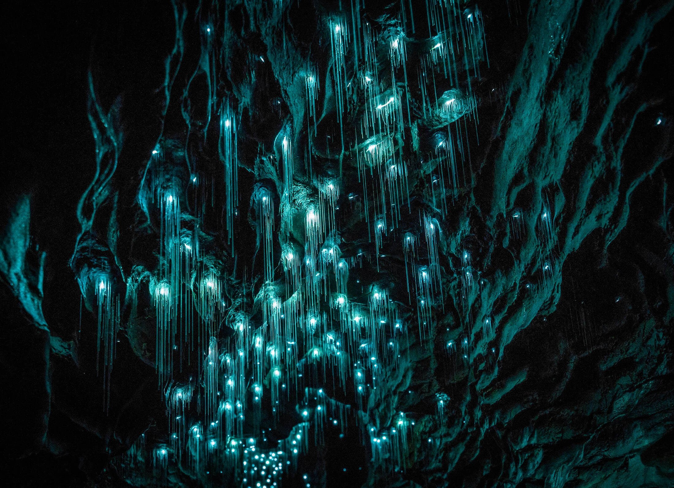 Скачать обои New Zealand, cave, Glowworm Caves, раздел природа в разрешении...