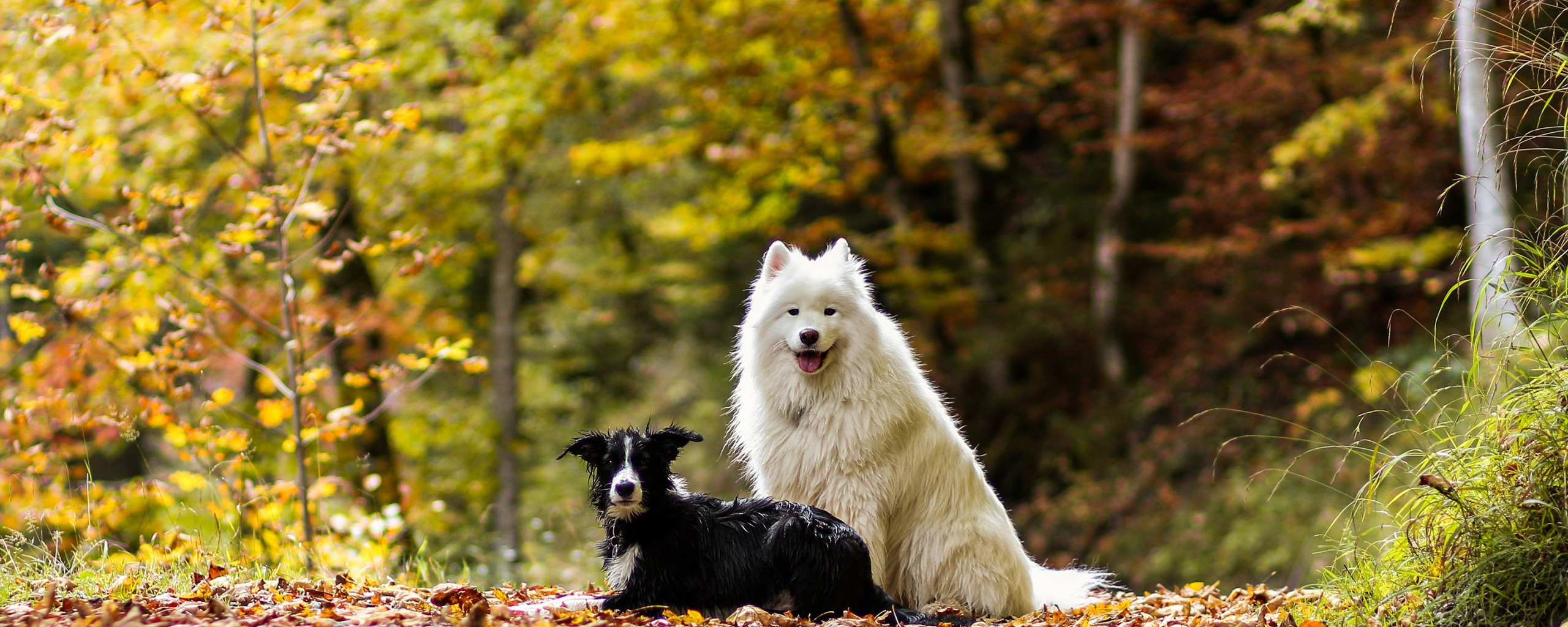 осень, лес, собаки, листья, природа, две, пара, парочка, дуэт, друзья, две ...