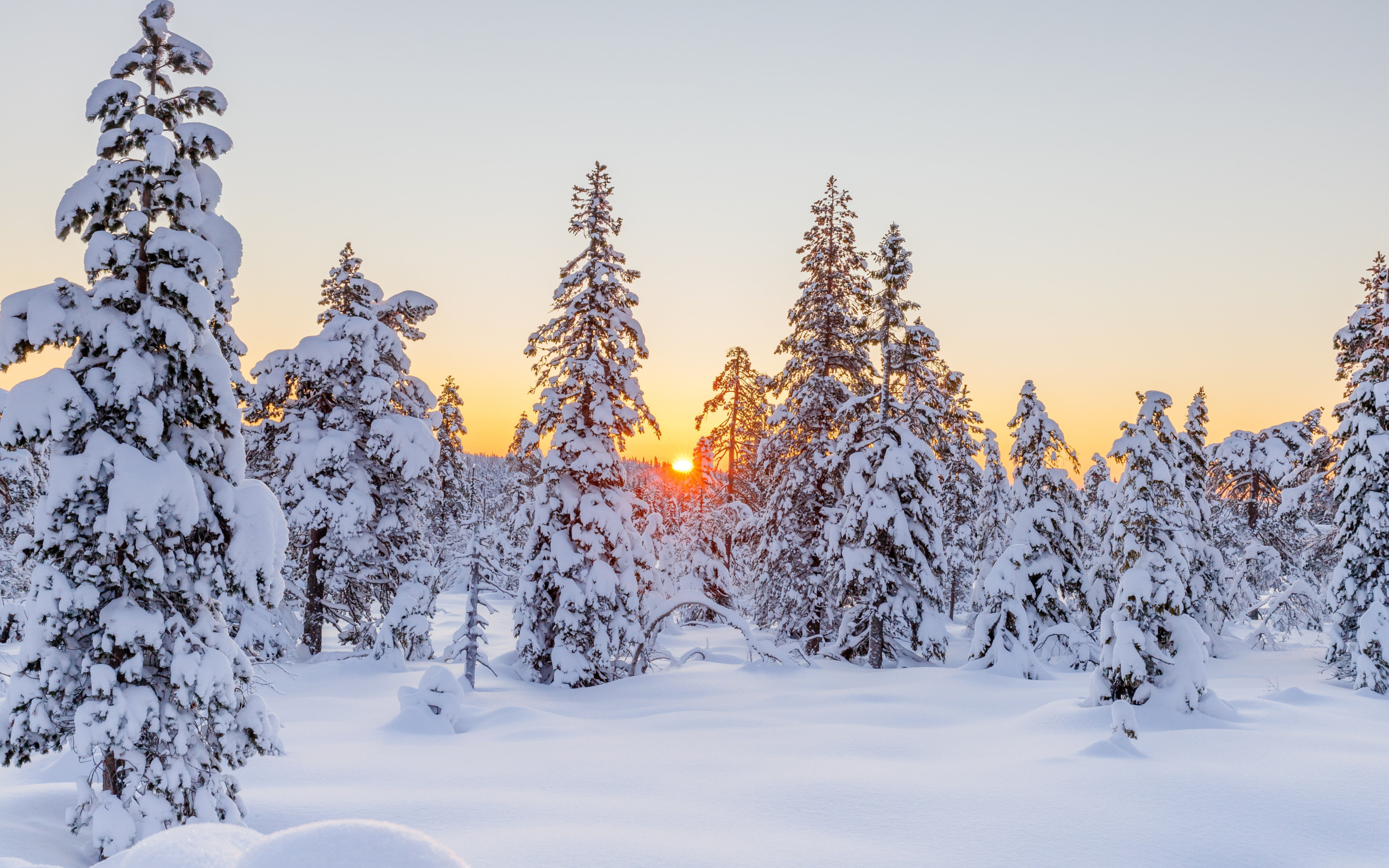 Зимний пейзаж с заснеженной елью