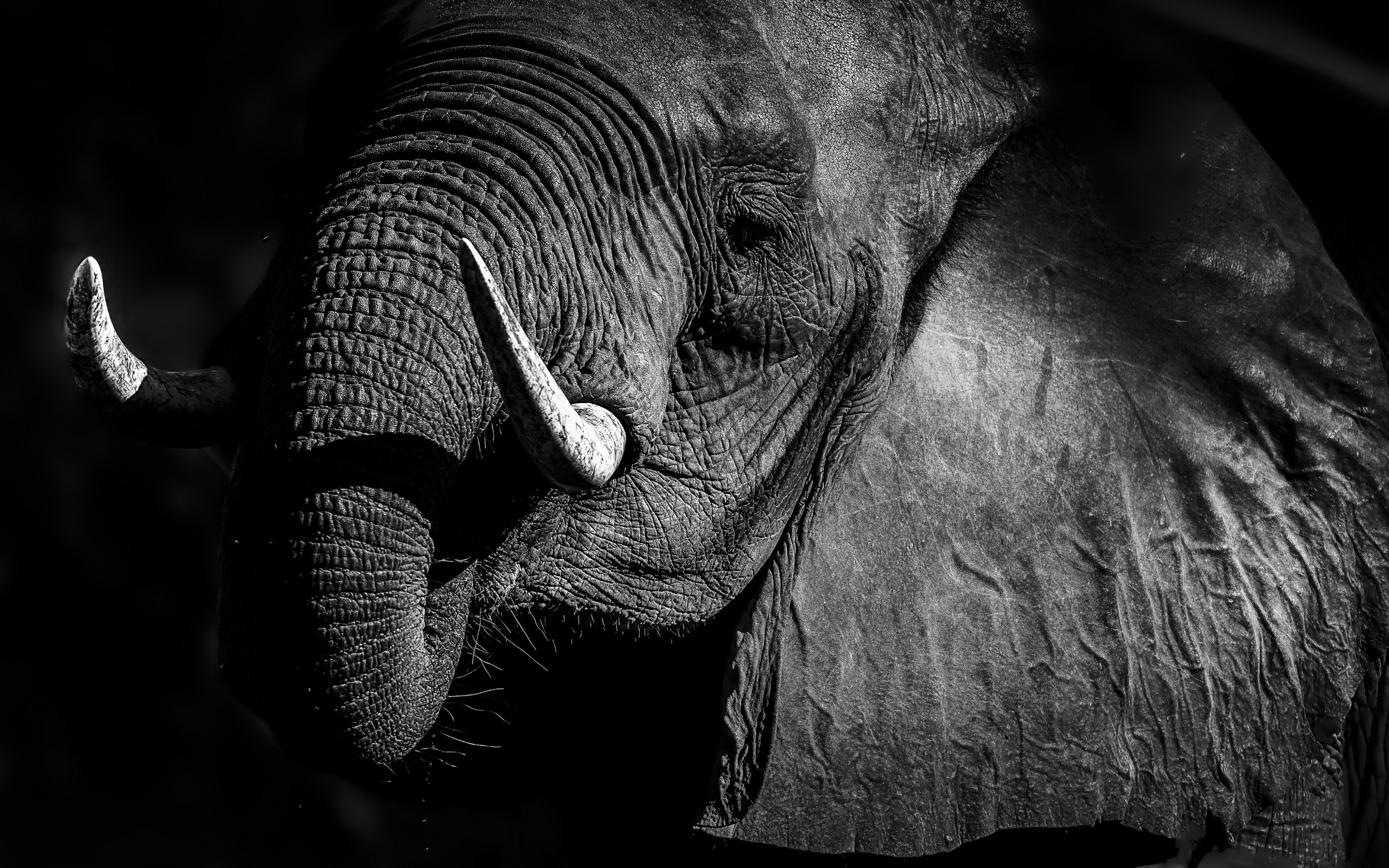 Скачать обои природа, фон, слон, раздел животные в разрешении 2880x1800.