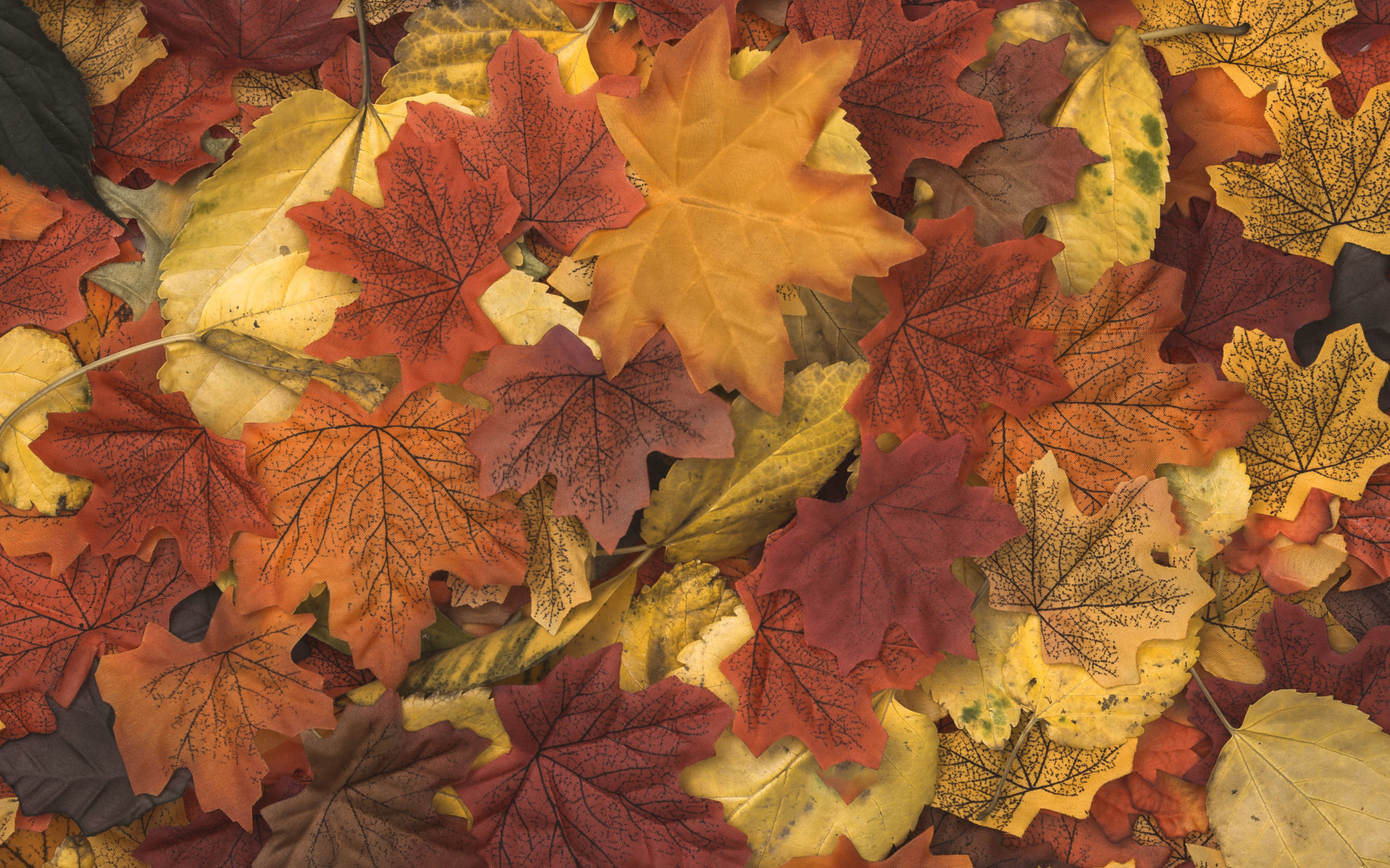 Скачать обои осень, листья, фон, colorful, wood, background, autumn, leaves, осенние, maple