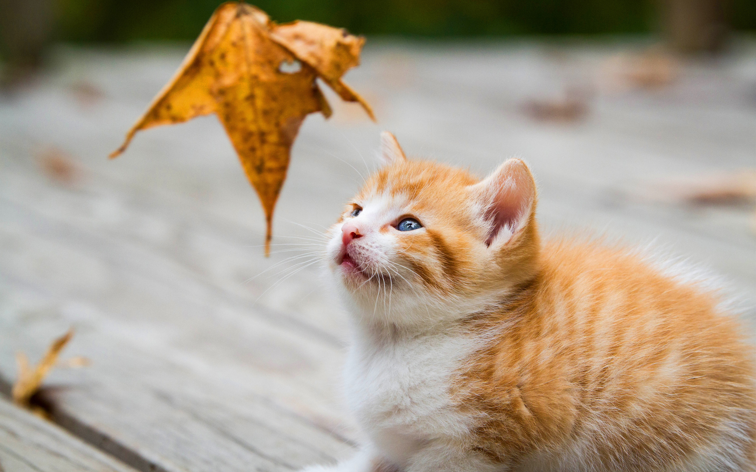 Обои для рабочего стола. осень, кошка, взгляд, лист, котенок, доски, листок...