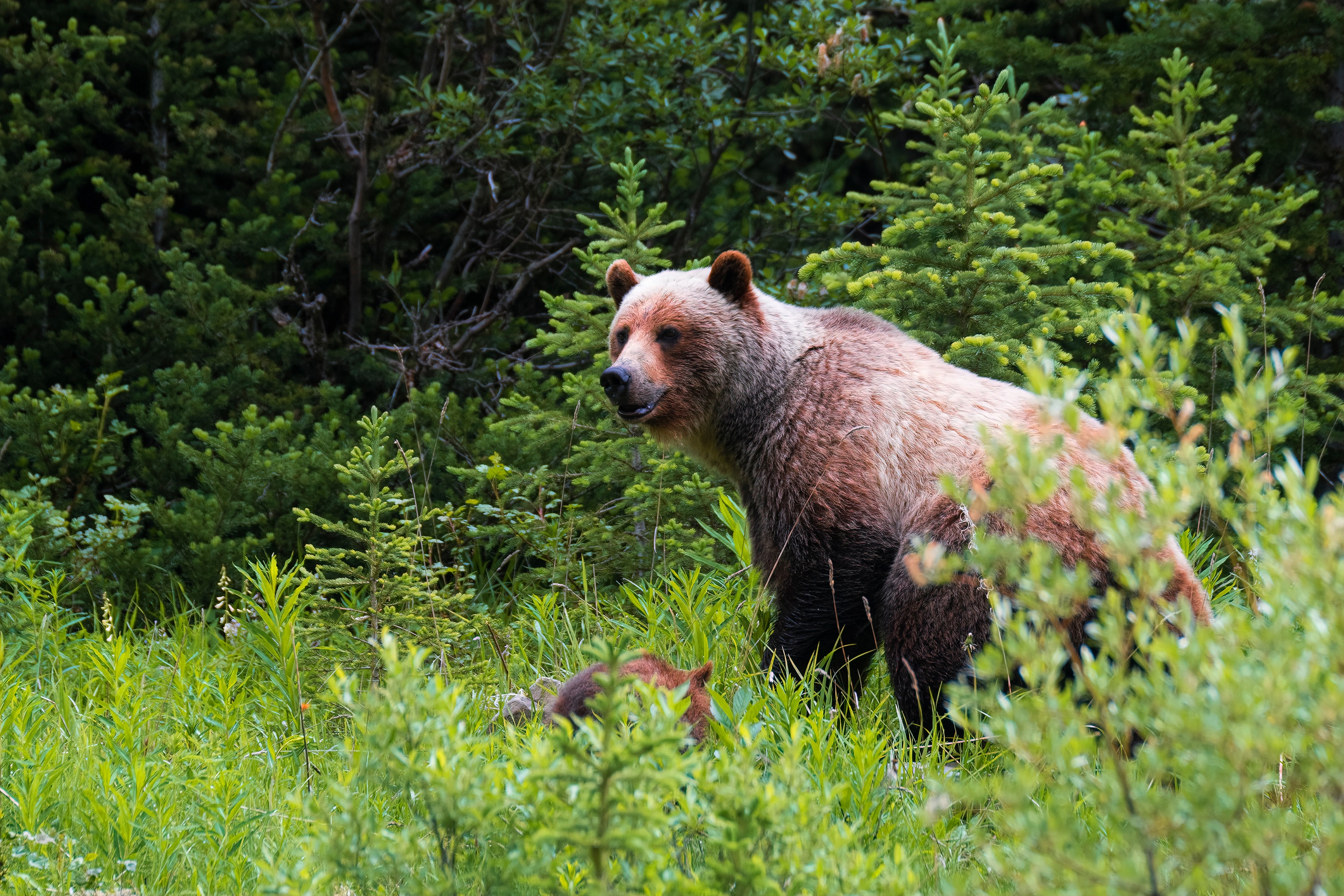 Питание медведя. Бурый медведь в Марий Эл. Медведь Кологривский лес. Бурый медведь ест ягоды. Медведь ест малину.