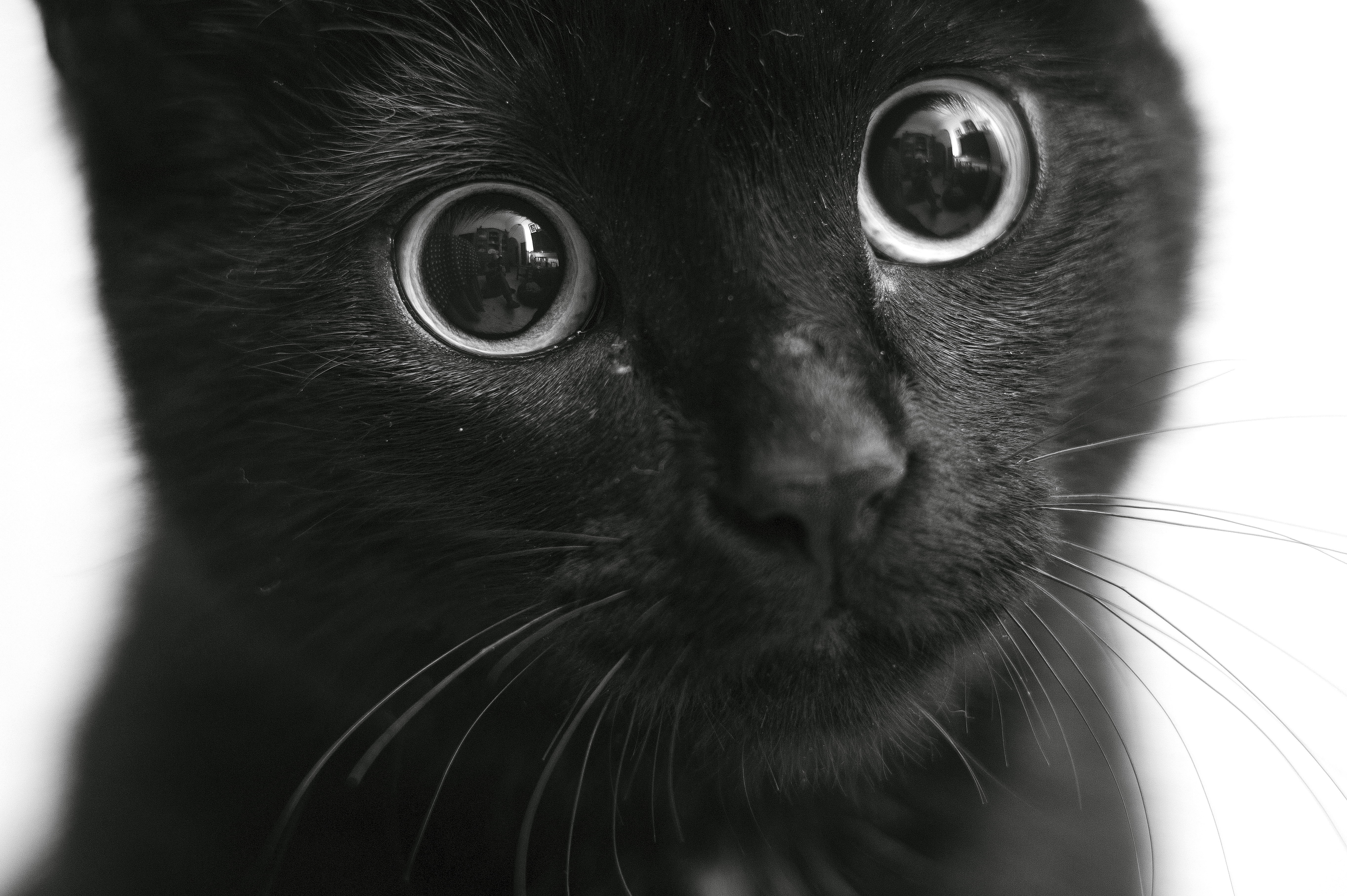 Белый кот с черными глазами