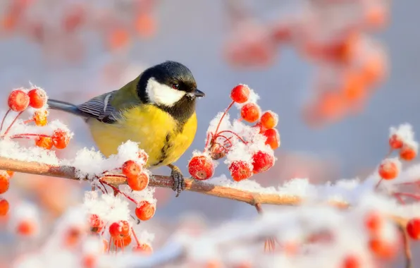 Картинка зима, иней, снег, природа, ягоды, птица, ветка, мороз, синица, Vlad Vladilenoff