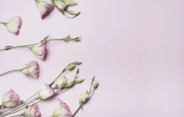 Картинка цветы, бутоны, розовый фон, pink, flowers, эустома, eustoma