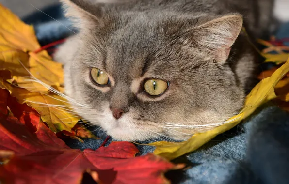 Картинка кошка, кот, взгляд, листья, мордочка, Божена Пучко