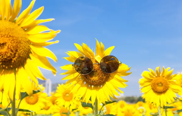 Картинка лето, подсолнухи, очки, summer, happy, field, sunflower, sunglasses