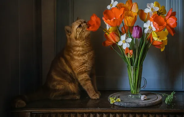 Картинка кошка, кот, цветы, стол, животное, бокал, тюльпаны, нарциссы, Анна Петина