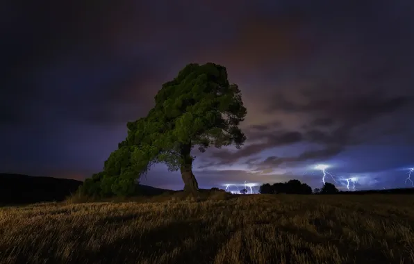 Картинка гроза, ночь, дерево, night, tree, thunderstorm, Paco Herrero