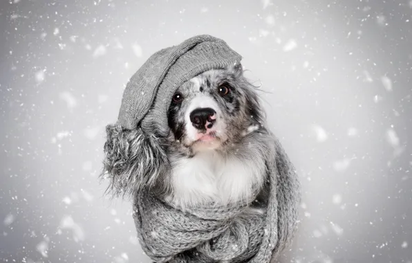 Картинка зима, взгляд, морда, снег, тепло, серый, фон, шапка, портрет, собака, шарф, мех, серая, снегопад, бордер-колли, …