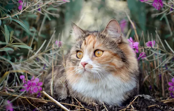 Картинка кошка, трава, природа