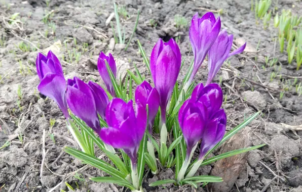 Картинка Весна, Крокусы, Фиолетовые