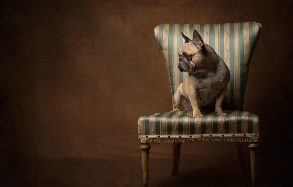 Картинка фон, собака, стул, Французский бульдог