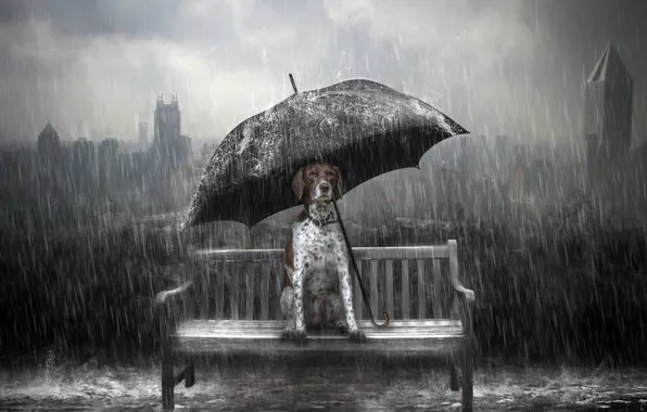 Картинка дождь, собака, зонт, скамья