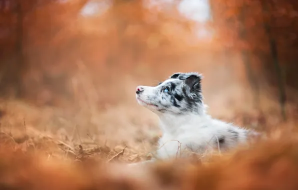 Картинка осень, лес, взгляд, оранжевый, парк, фон, листва, собака, малыш, щенок, лежит, профиль, боке, голубоглазый, австралийская …