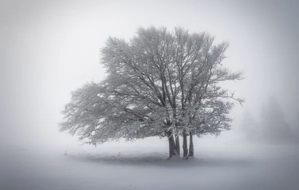 Картинка зима, снег, природа, туман, дерево