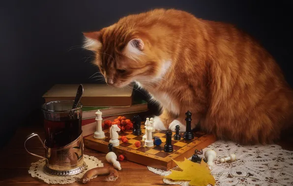 Картинка осень, кошка, кот, взгляд, стакан, поза, темный фон, стол, чай, игра, листок, книги, шахматы, рыжий, …