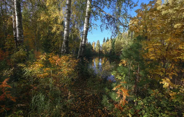 Картинка осень, лес, деревья, пейзаж, природа, ели, сосны, берёзы, рябина, речушка