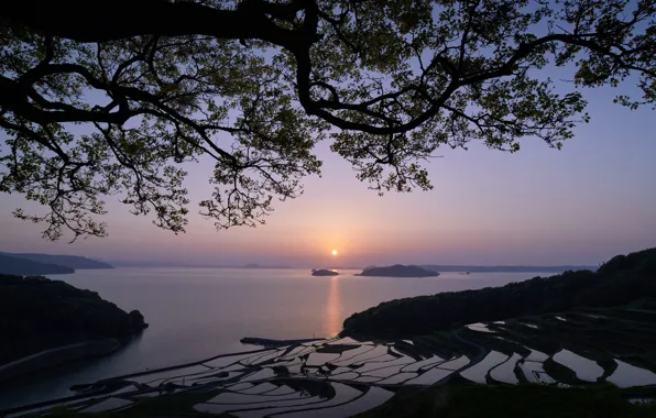 Картинка море, острова, закат, ветки, дерево, Япония, Japan, рисовые террасы, Tsuchiya Rice Terraces