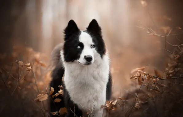 Картинка осень, взгляд, ветки, собака, боке, Якутская лайка