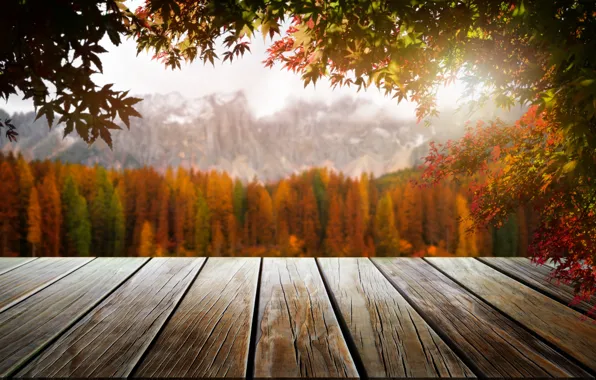 Картинка осень, листья, деревья, парк, forest, nature, wood, park, autumn, leaves, tree, sunlight