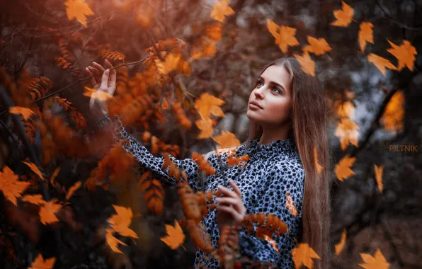 Картинка осень, взгляд, листья, девушка, поза, ветка, платье, Sergey Piltnik