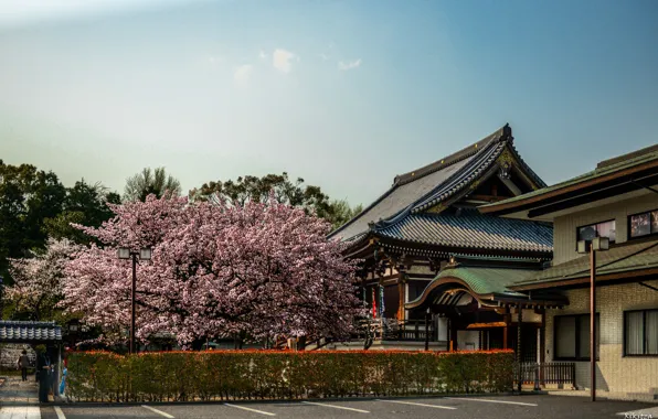 Картинка Сакура, Япония, Japan, Архитектура, Sakura, Nara, Нара, Architecture
