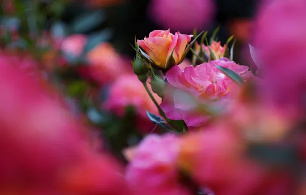 Картинка цветы, роза, розы, размытие, сад, розовые, бутоны, боке, розовый куст