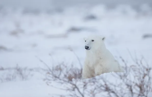 Картинка зима, снег, Полярный медведь, Белый медведь