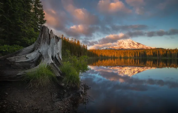 Картинка осень, лес, озеро, отражение, гора, пень, Washington State, Mount Adams, Takhlakh Lake, Штат Вашингтон, Гора …
