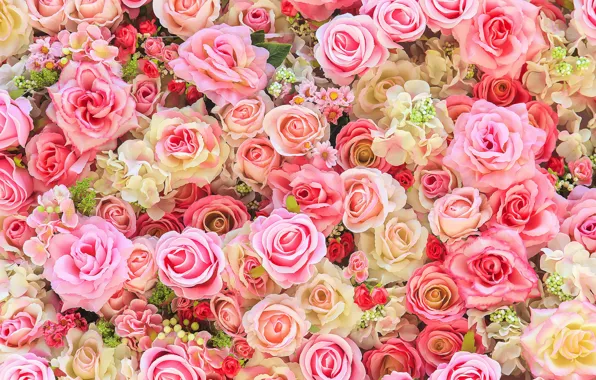 Картинка цветы, фон, розы, colorful, розовые, бутоны, pink, flowers, roses, bud