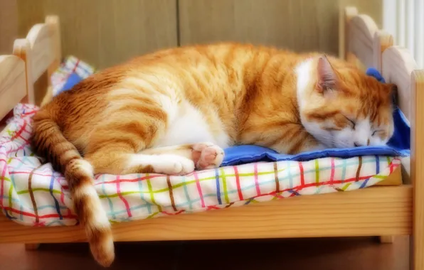 Картинка кошка, кот, морда, поза, уют, фон, отдых, кровать, сон, портрет, рыжий, спит, постель, лежит, котя, …
