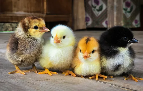 Картинка цыплята, птенцы, квартет