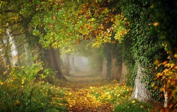 Картинка осень, лес, листья, деревья, ветки, туман, парк, стволы, листва, дорожка, дымка, аллея, листопад, тропинка, плющ, …