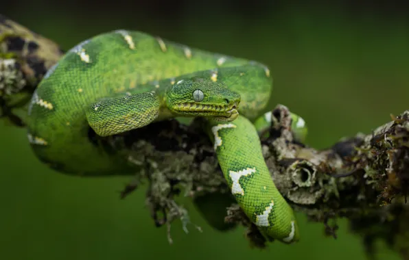 Картинка взгляд, зеленый, фон, мох, змея, ветка, питон, зеленая, рептилия